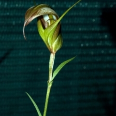 Pterostylis reflexa (Dainty Greenhood) at Mogo State Forest - 8 May 2009 by AlanS