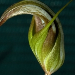 Diplodium reflexum at Batemans Bay, NSW - suppressed