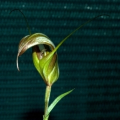 Diplodium reflexum at Batemans Bay, NSW - suppressed