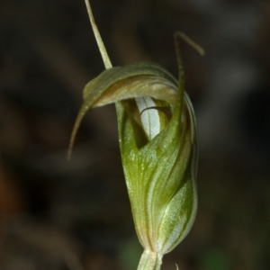 Diplodium reflexum at Endrick, NSW - suppressed