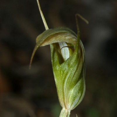 Diplodium reflexum (Dainty Greenhood) at Morton National Park - 13 Mar 2009 by AlanS