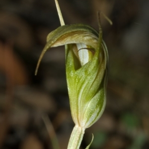 Diplodium reflexum at Endrick, NSW - suppressed