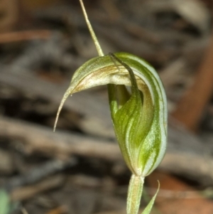 Diplodium reflexum at Endrick, NSW - suppressed