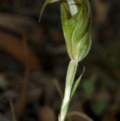 Diplodium reflexum at Endrick, NSW - suppressed