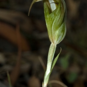 Diplodium reflexum at Endrick, NSW - suppressed