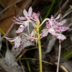 Dipodium variegatum (Blotched Hyacinth Orchid) at Yerriyong, NSW - 16 Jan 2016 by AlanS
