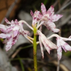 Dipodium variegatum at Yerriyong, NSW - suppressed