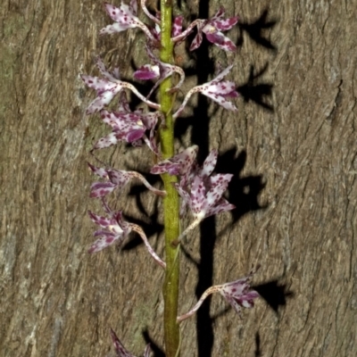 Dipodium variegatum (Blotched Hyacinth Orchid) at Budgong, NSW - 21 Jun 2009 by AlanS