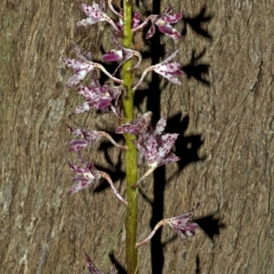 Dipodium variegatum (Blotched Hyacinth Orchid) at Budgong, NSW - 20 Jun 2009 by AlanS