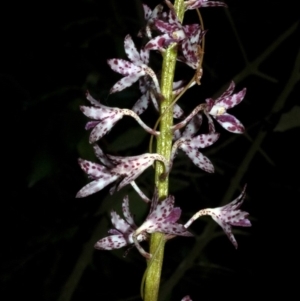 Dipodium variegatum at Budgong, NSW - suppressed