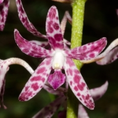 Dipodium variegatum (Blotched Hyacinth Orchid) at Murramarang National Park - 19 Dec 2013 by AlanS