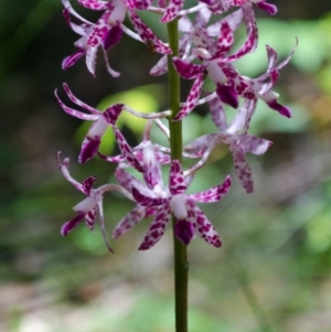 Dipodium variegatum at East Lynne, NSW - 19 Dec 2013