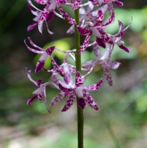 Dipodium variegatum at East Lynne, NSW - suppressed