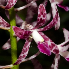 Dipodium variegatum at East Lynne, NSW - 19 Dec 2013