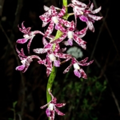 Dipodium variegatum (Blotched Hyacinth Orchid) at Jerrawangala, NSW - 27 Dec 2015 by AlanS