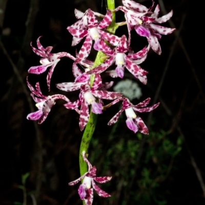 Dipodium variegatum (Blotched Hyacinth Orchid) at Jerrawangala, NSW - 26 Dec 2015 by AlanS