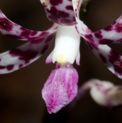 Dipodium variegatum at Jerrawangala, NSW - suppressed