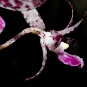 Dipodium variegatum at Jerrawangala, NSW - suppressed