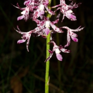 Dipodium variegatum at Jerrawangala, NSW - suppressed