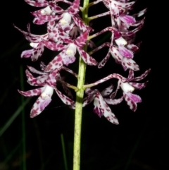 Dipodium variegatum at Jerrawangala, NSW - suppressed