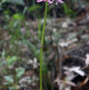 Dipodium variegatum at Woodburn, NSW - 30 Dec 2012