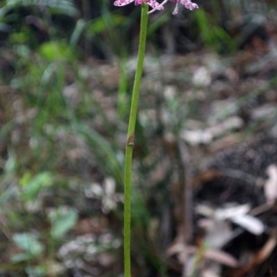 Dipodium variegatum (Blotched Hyacinth Orchid) at Woodburn, NSW - 30 Dec 2012 by AlanS