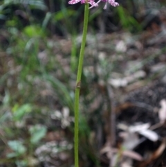 Dipodium variegatum (Blotched Hyacinth Orchid) at Woodburn, NSW - 29 Dec 2012 by AlanS