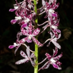 Dipodium variegatum at Woodburn, NSW - suppressed