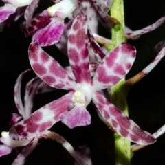 Dipodium variegatum at Woodburn, NSW - suppressed