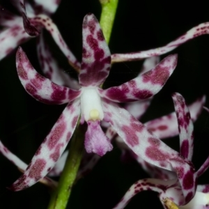 Dipodium variegatum at Woodburn, NSW - suppressed