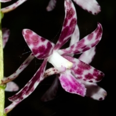 Dipodium variegatum at Woodburn, NSW - suppressed