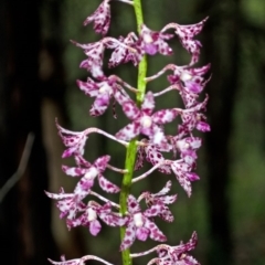 Dipodium variegatum (Blotched Hyacinth Orchid) at Bugong National Park - 21 Dec 2015 by AlanS