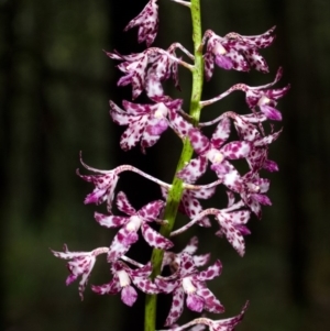 Dipodium variegatum at Budgong, NSW - suppressed