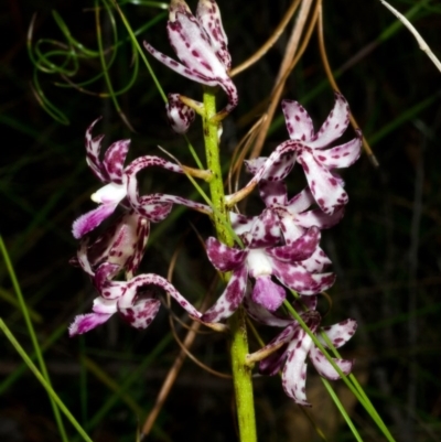 Dipodium variegatum (Blotched Hyacinth Orchid) at Parma Creek Nature Reserve - 18 Dec 2015 by AlanS