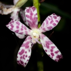 Dipodium variegatum (Blotched Hyacinth Orchid) at Mollymook, NSW - 28 Jan 2015 by AlanS