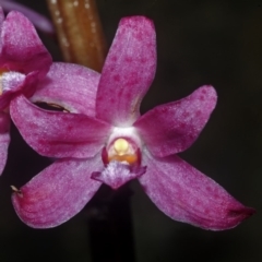 Dipodium roseum (Rosy hyacinth orchid) at Morton National Park - 7 Dec 2007 by AlanS