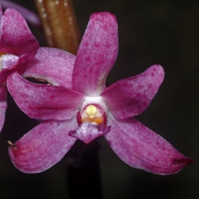 Dipodium roseum (Rosy Hyacinth Orchid) at Morton National Park - 7 Dec 2007 by AlanS