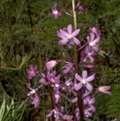 Dipodium roseum (Rosy Hyacinth Orchid) at Callala Bay, NSW - 25 Dec 2008 by AlanS