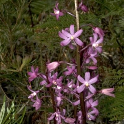 Dipodium roseum (Rosy Hyacinth Orchid) at Callala Bay, NSW - 25 Dec 2008 by AlanS