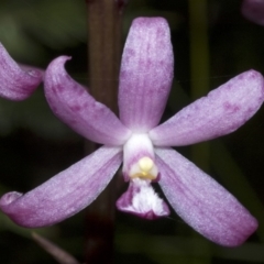 Dipodium roseum at Callala Bay, NSW - suppressed