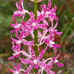 Dipodium variegatum (Blotched Hyacinth Orchid) at Vincentia, NSW - 6 Dec 2008 by AlanS