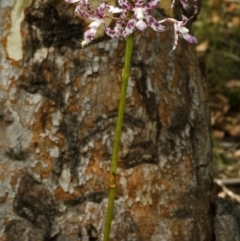 Dipodium variegatum (Blotched Hyacinth Orchid) at North Nowra, NSW - 7 Mar 2006 by AlanS