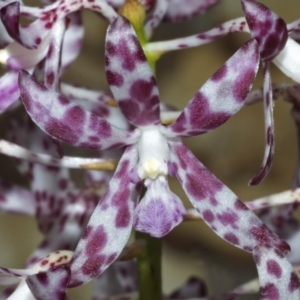 Dipodium variegatum at North Nowra, NSW - suppressed