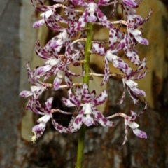 Dipodium variegatum at North Nowra, NSW - suppressed