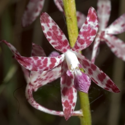 Dipodium variegatum (Blotched Hyacinth Orchid) at Sanctuary Point, NSW - 23 Nov 2005 by AlanS