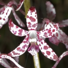 Dipodium variegatum at Sanctuary Point, NSW - suppressed