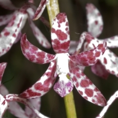 Dipodium variegatum at Sanctuary Point, NSW - suppressed