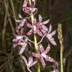 Dipodium variegatum at Sanctuary Point, NSW - suppressed