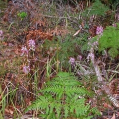 Dipodium variegatum (Blotched Hyacinth Orchid) at Vincentia, NSW - 7 Dec 2008 by AlanS