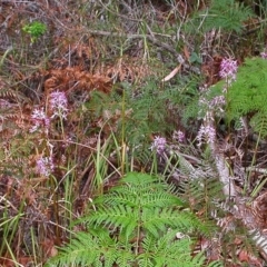 Dipodium variegatum at Vincentia, NSW - 7 Dec 2008